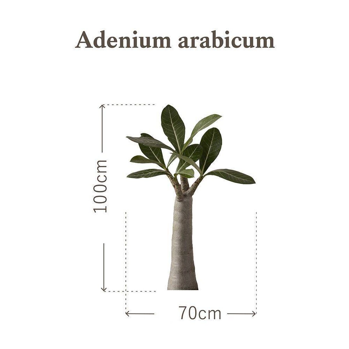 Botanical Sticker | Adenium Arabicum | HMST-BTS-M01 Botanical Sticker | Adenium Arabicum | HMST-BTS-M01