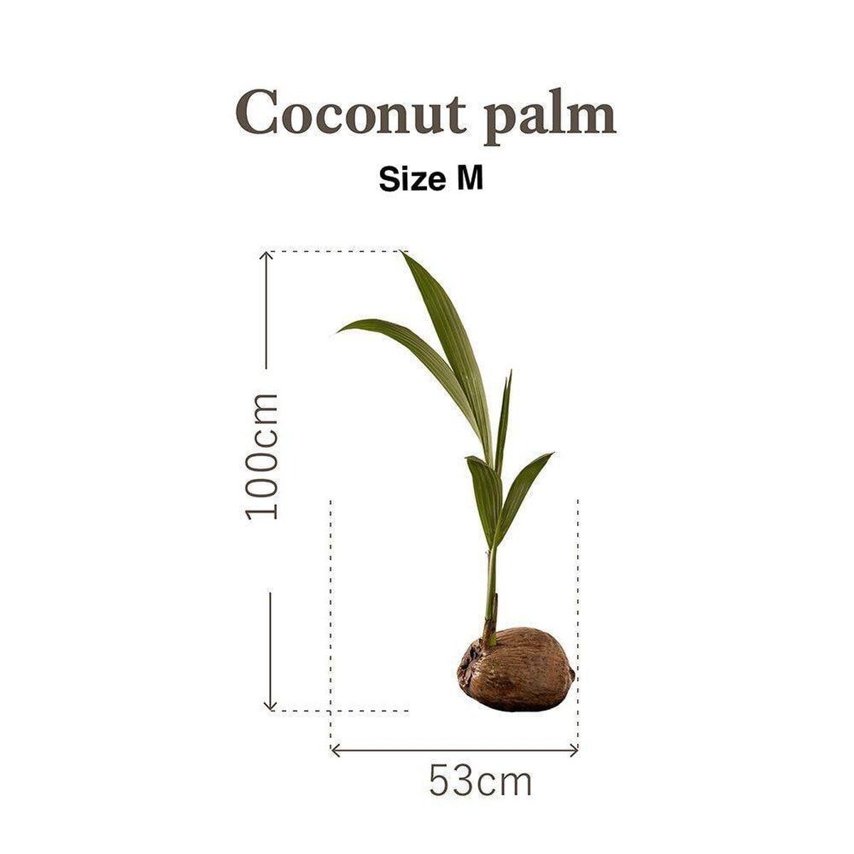 Botanical Sticker | Coconut Botanical Sticker | Coconut