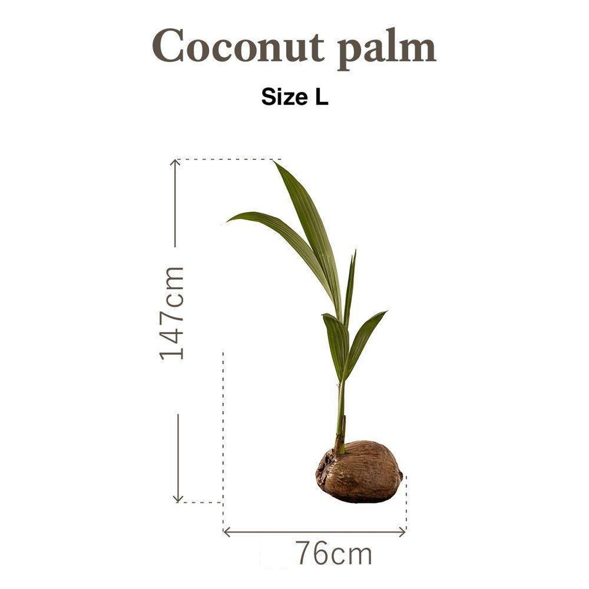Botanical Sticker | Coconut Botanical Sticker | Coconut