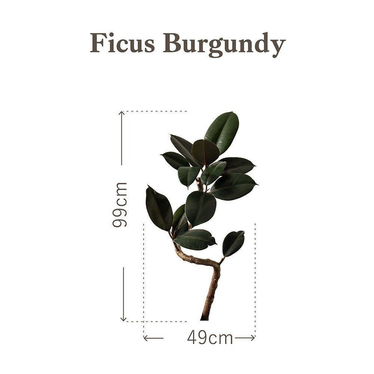 Botanical Sticker | Ficus Burgundy | HMST-BTS-M09 Botanical Sticker | Ficus Burgundy | HMST-BTS-M09