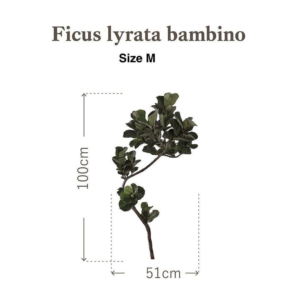 Botanical Sticker | Fiddle-leaf fig Bambino Botanical Sticker | Fiddle-leaf fig Bambino