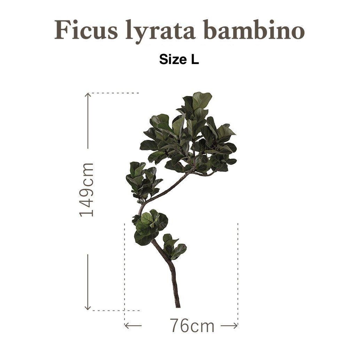 Botanical Sticker | Fiddle-leaf fig Bambino Botanical Sticker | Fiddle-leaf fig Bambino