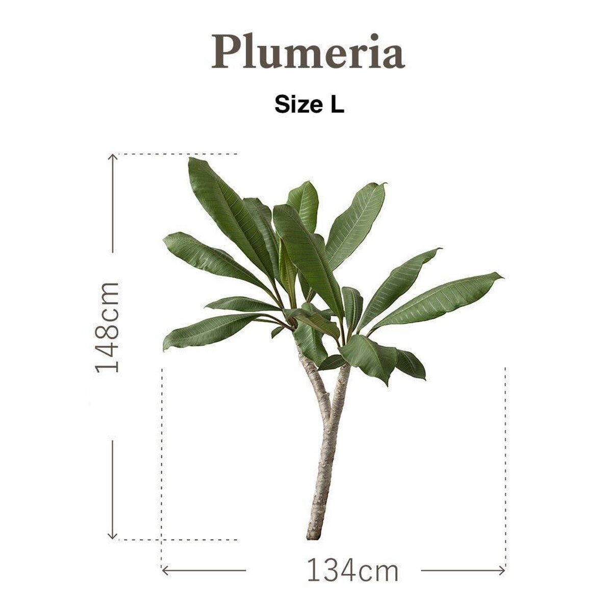 Botanical Sticker | Plumeria Botanical Sticker | Plumeria