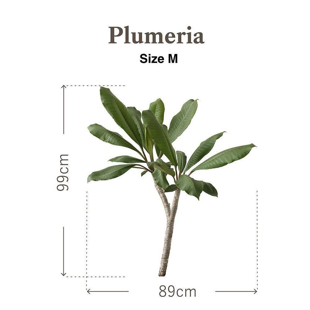 Botanical Sticker | Plumeria Botanical Sticker | Plumeria