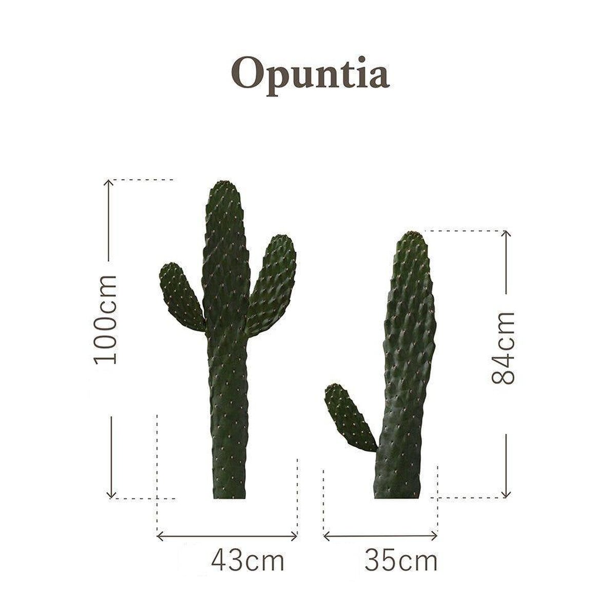 Botanical Sticker | Prickly pear | HMST-BTS-M06 Botanical Sticker | Prickly pear | HMST-BTS-M06
