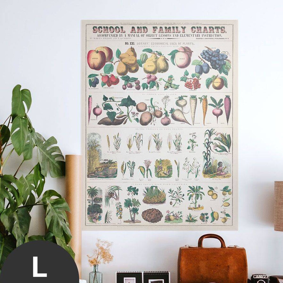 Hattan Art Poster Botanical: economically uses of plants / HP-00018 Hattan Art Poster Botanical: economically uses of plants / HP-00018