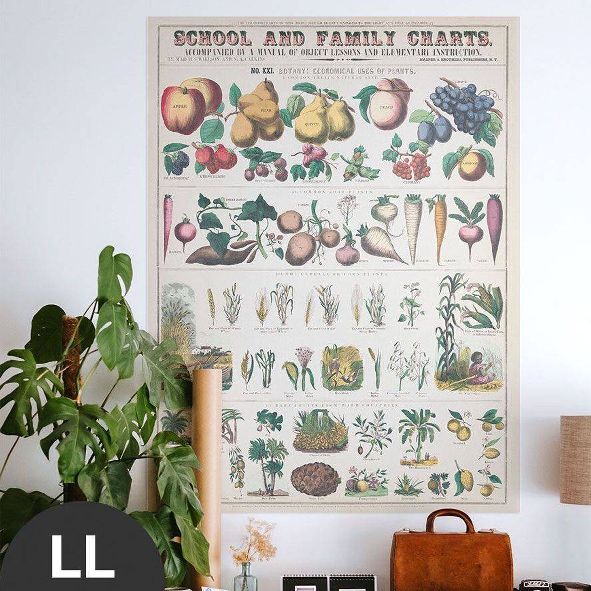 Hattan Art Poster Botanical: economically uses of plants / HP-00018 Hattan Art Poster Botanical: economically uses of plants / HP-00018