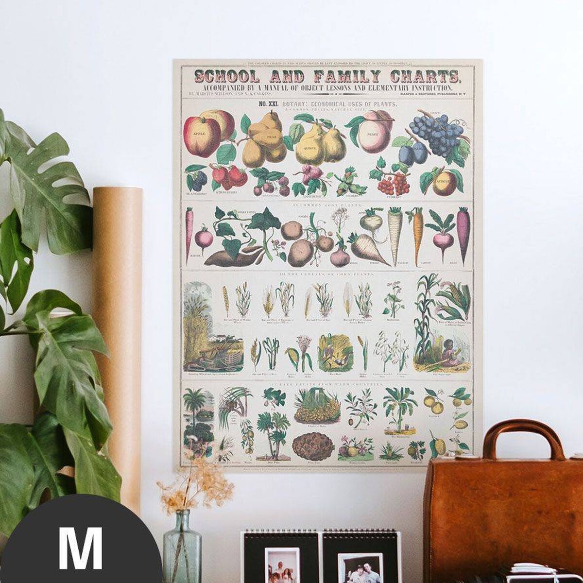 Hattan Art Poster Botanical: economically uses of plants / HP-00018 Hattan Art Poster Botanical: economically uses of plants / HP-00018