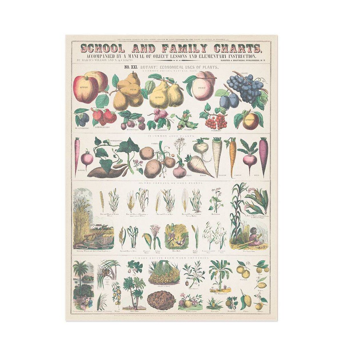 Hattan Art Poster Botanical: economically uses of plants / HP-00018 Hattan Art Poster Botanical: economically uses of plants / HP-00018