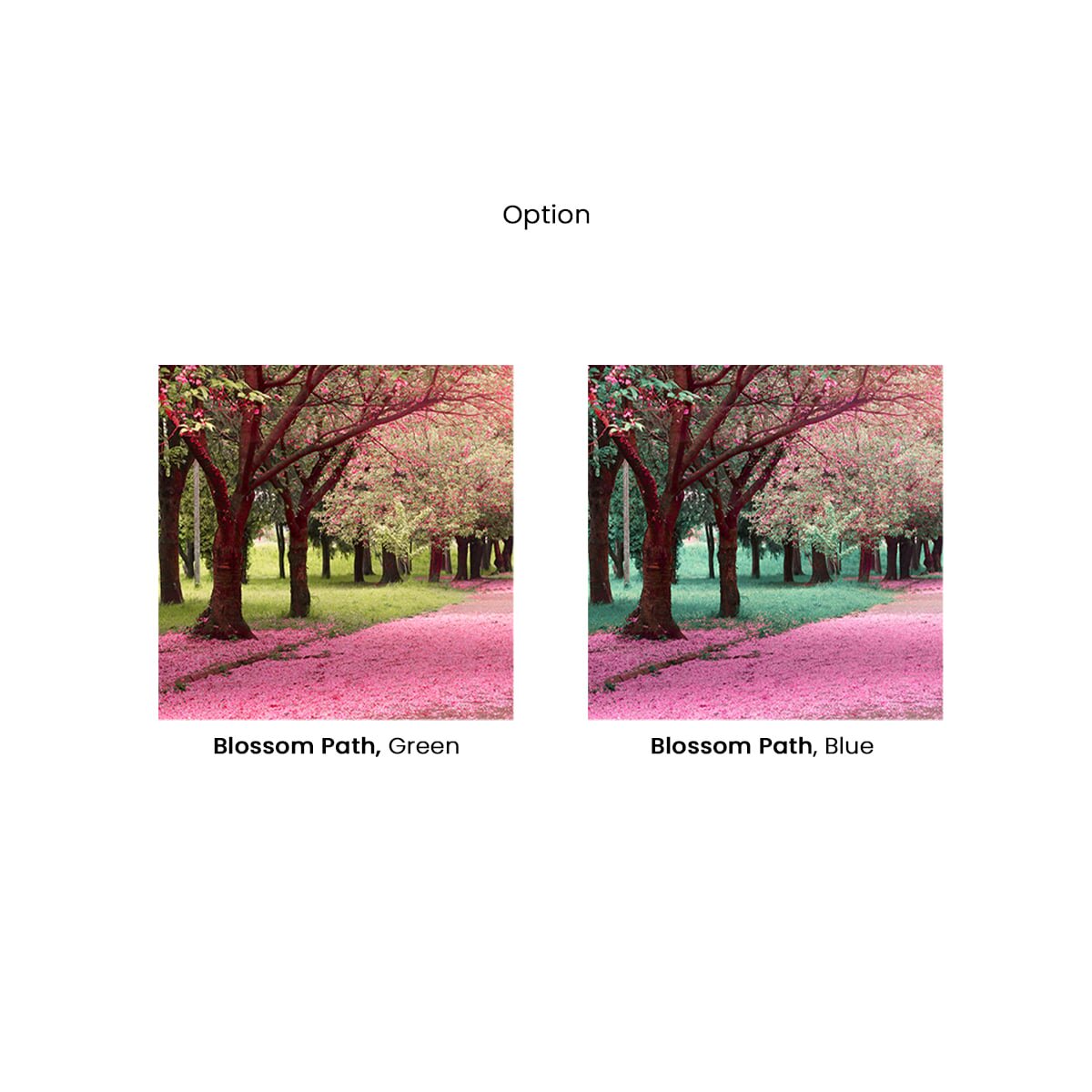 Honpo | Blossom Path Honpo | Blossom Path
