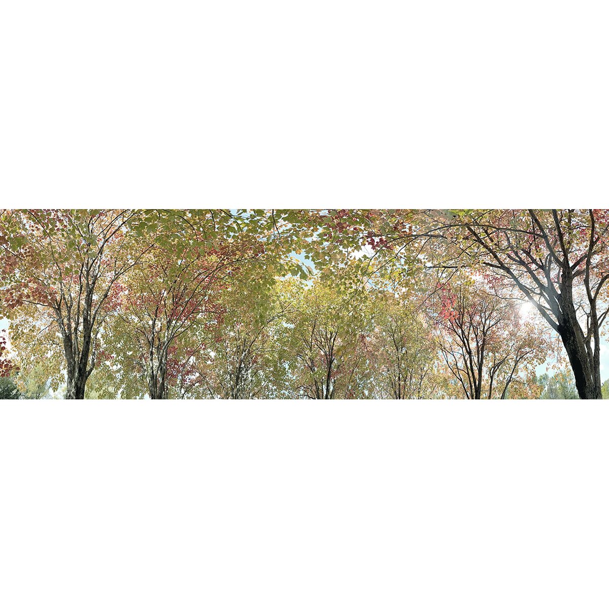 Honpo | Canopy Honpo | Canopy