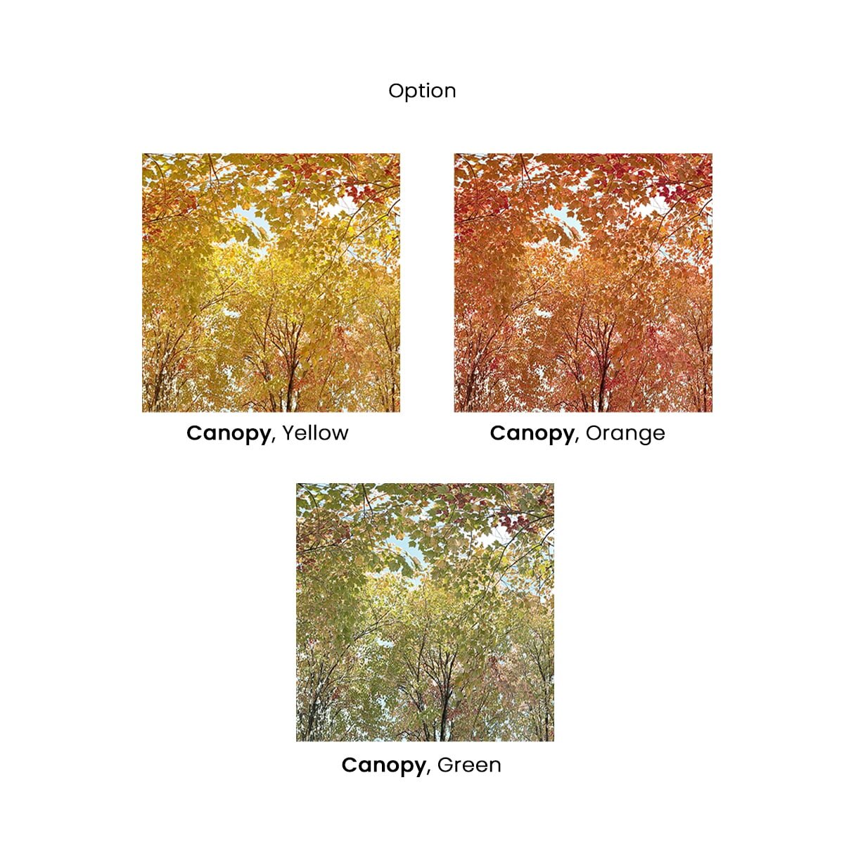 Honpo | Canopy Honpo | Canopy