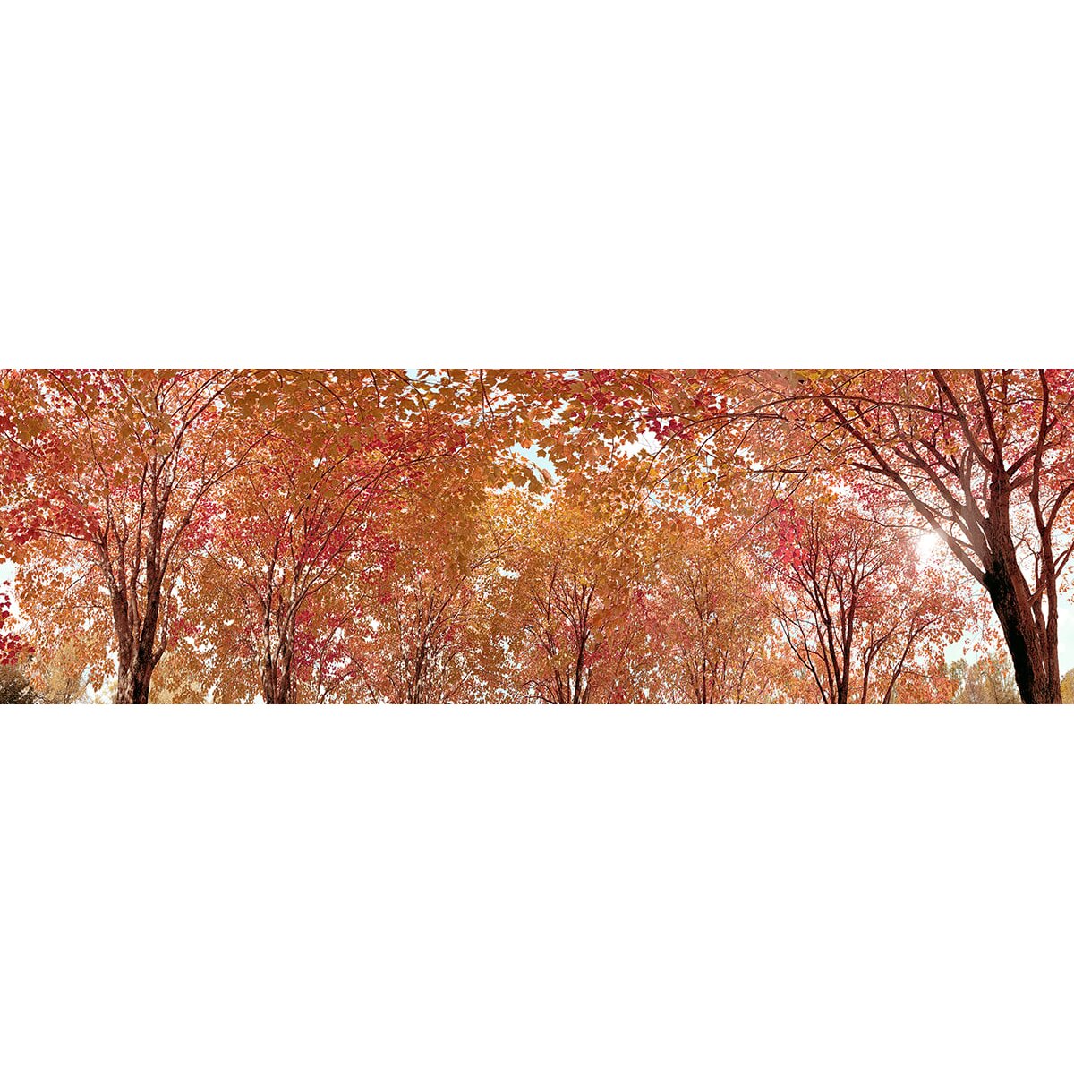 Honpo | Canopy Honpo | Canopy