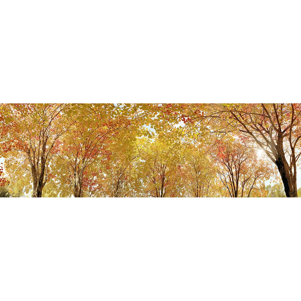 Honpo | Canopy Honpo | Canopy
