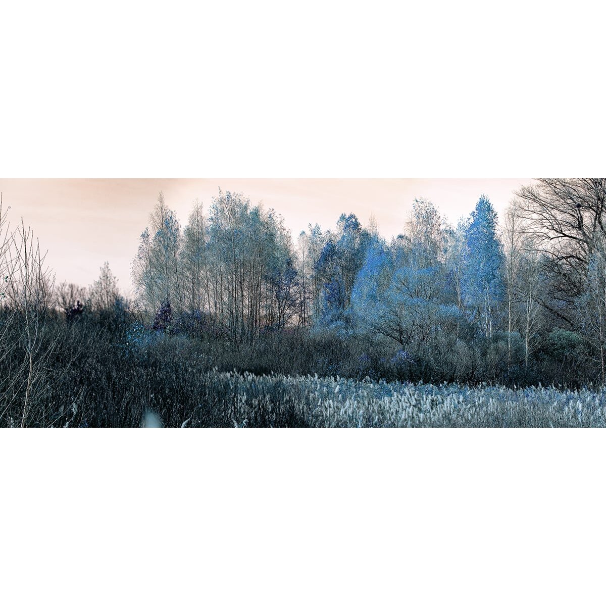 Honpo | Fallow Field Honpo | Fallow Field