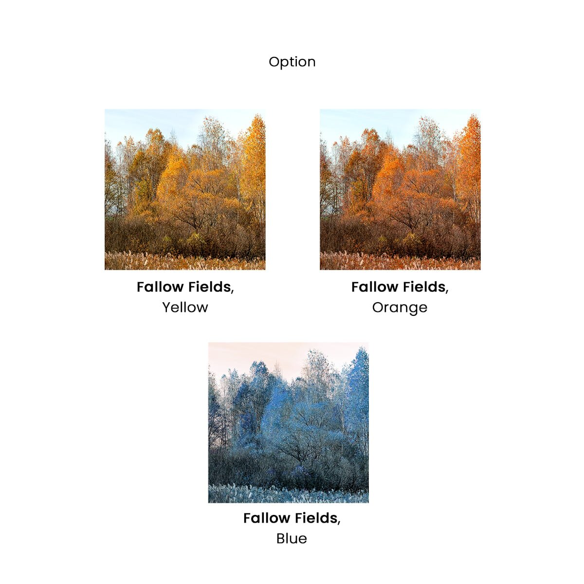 Honpo | Fallow Field Honpo | Fallow Field
