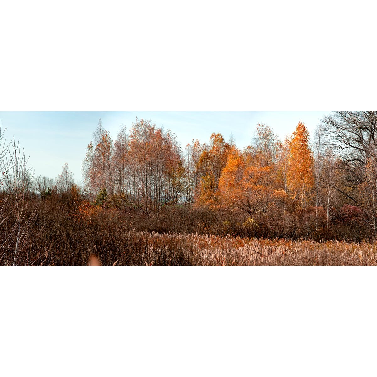 Honpo | Fallow Field Honpo | Fallow Field
