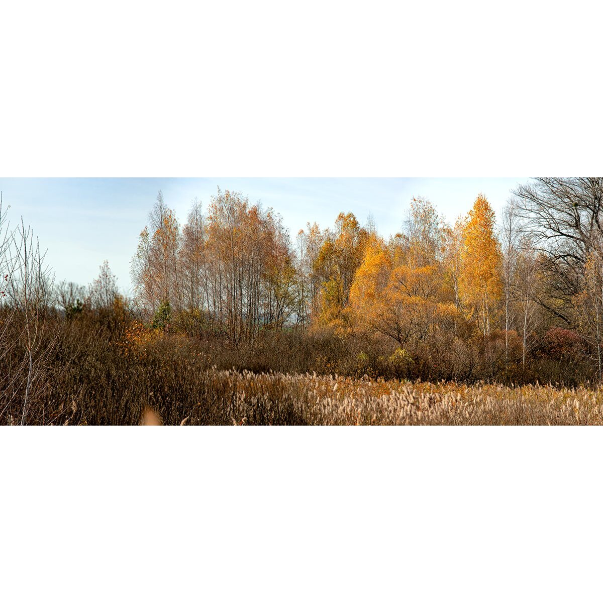 Honpo | Fallow Field Honpo | Fallow Field