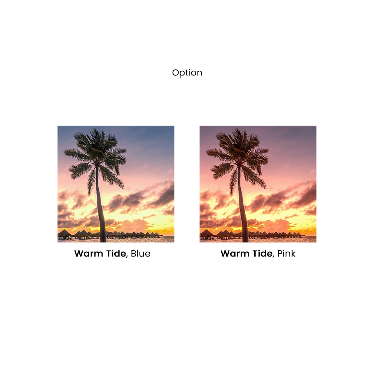Honpo | Warm Tide Honpo | Warm Tide