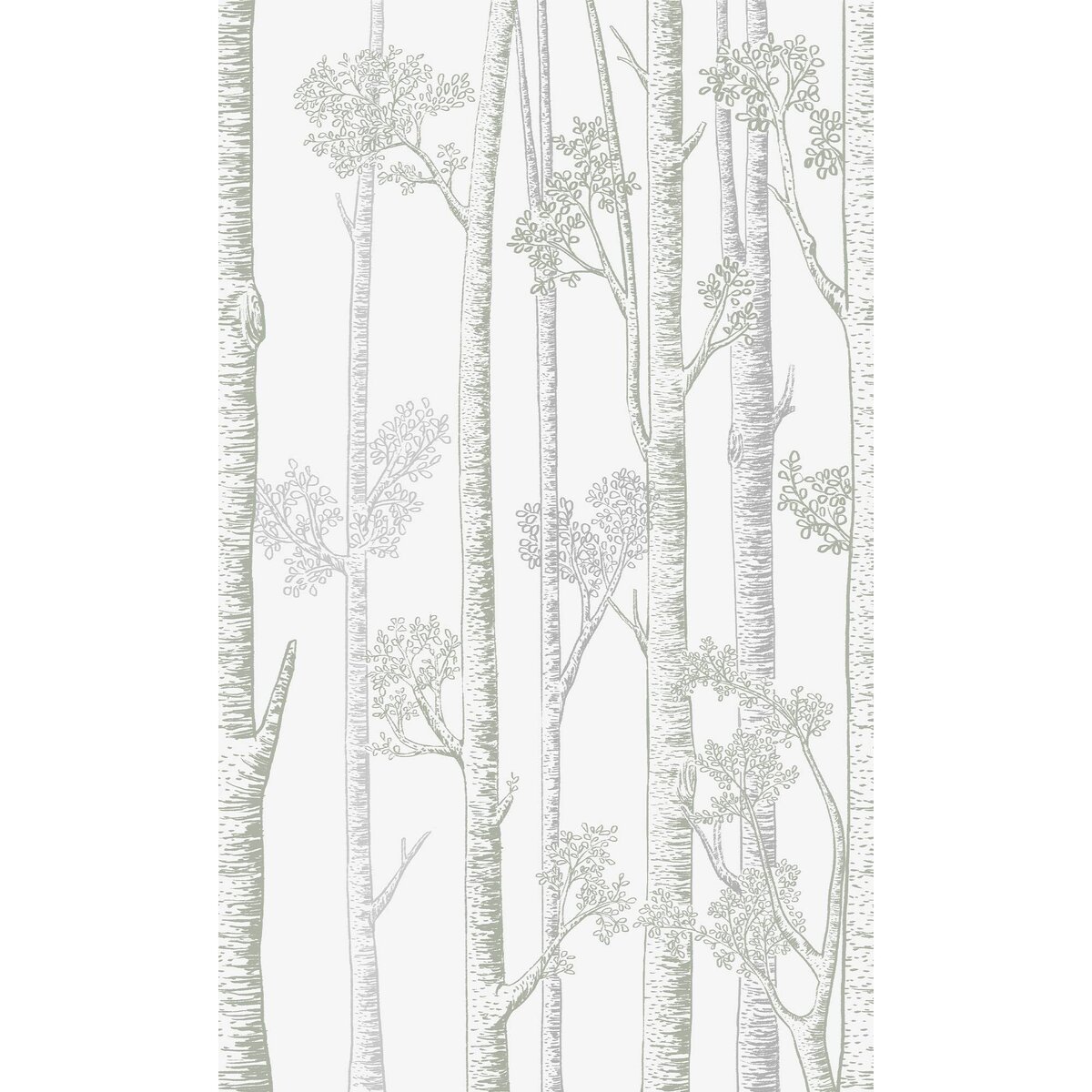 Honpo WF | Silver Birch Trees Honpo WF | Silver Birch Trees