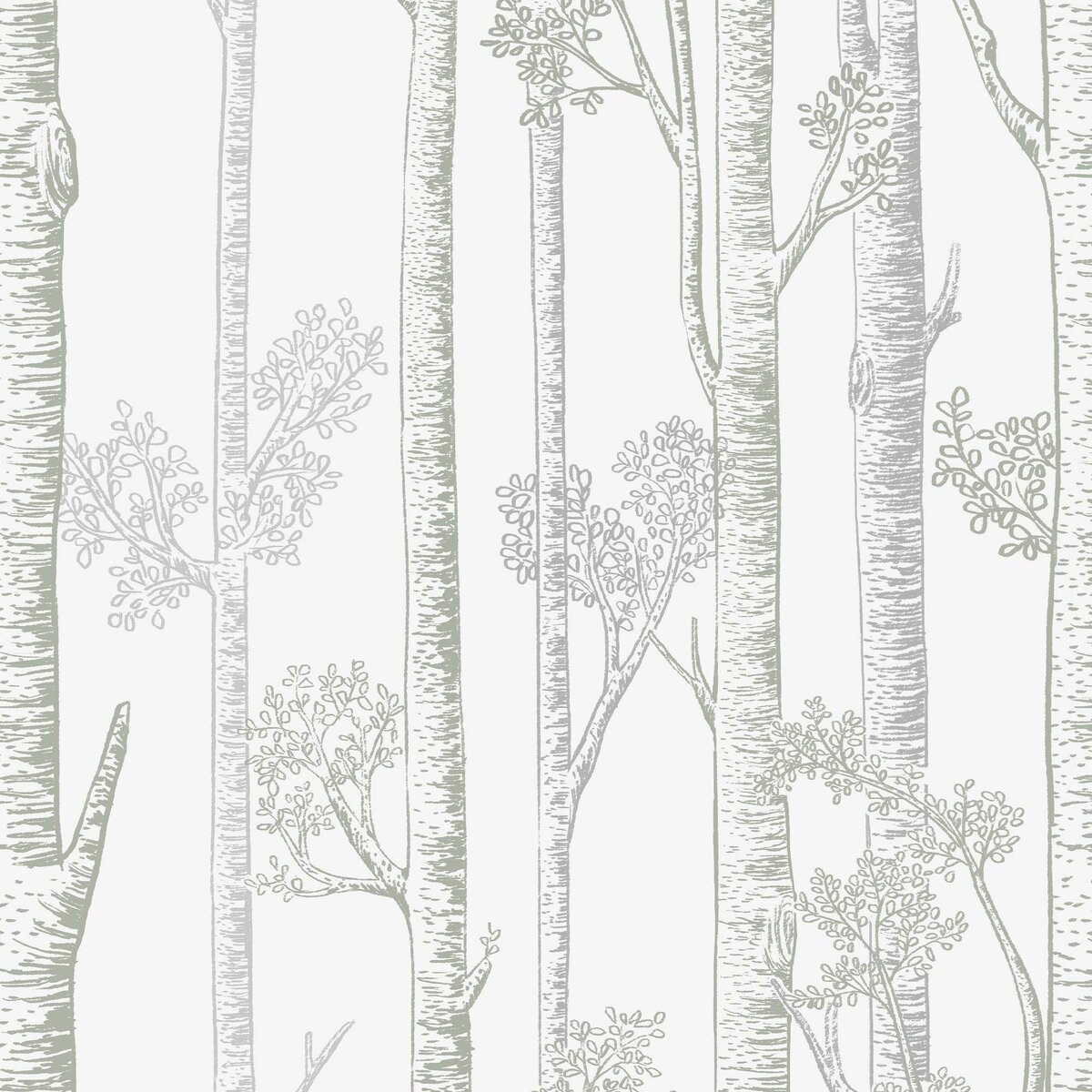 Honpo WF | Silver Birch Trees Honpo WF | Silver Birch Trees