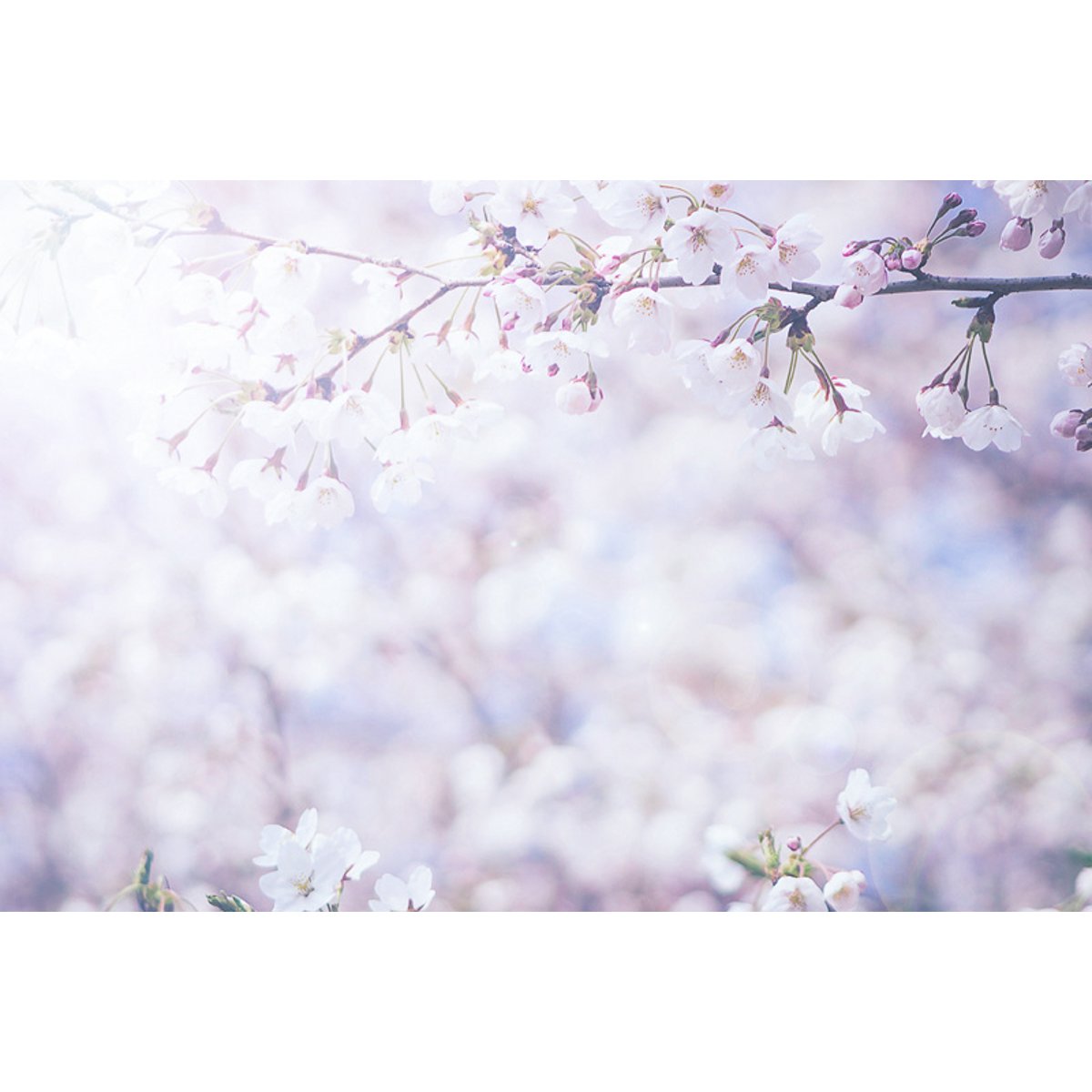 Honpo YL | Hanami Honpo YL | Hanami