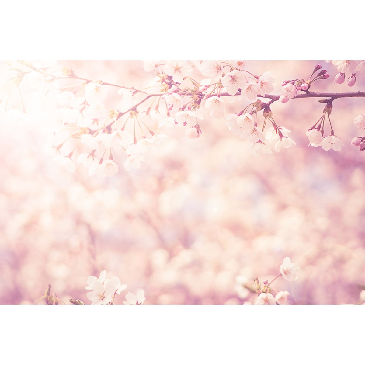 Honpo YL | Hanami Honpo YL | Hanami