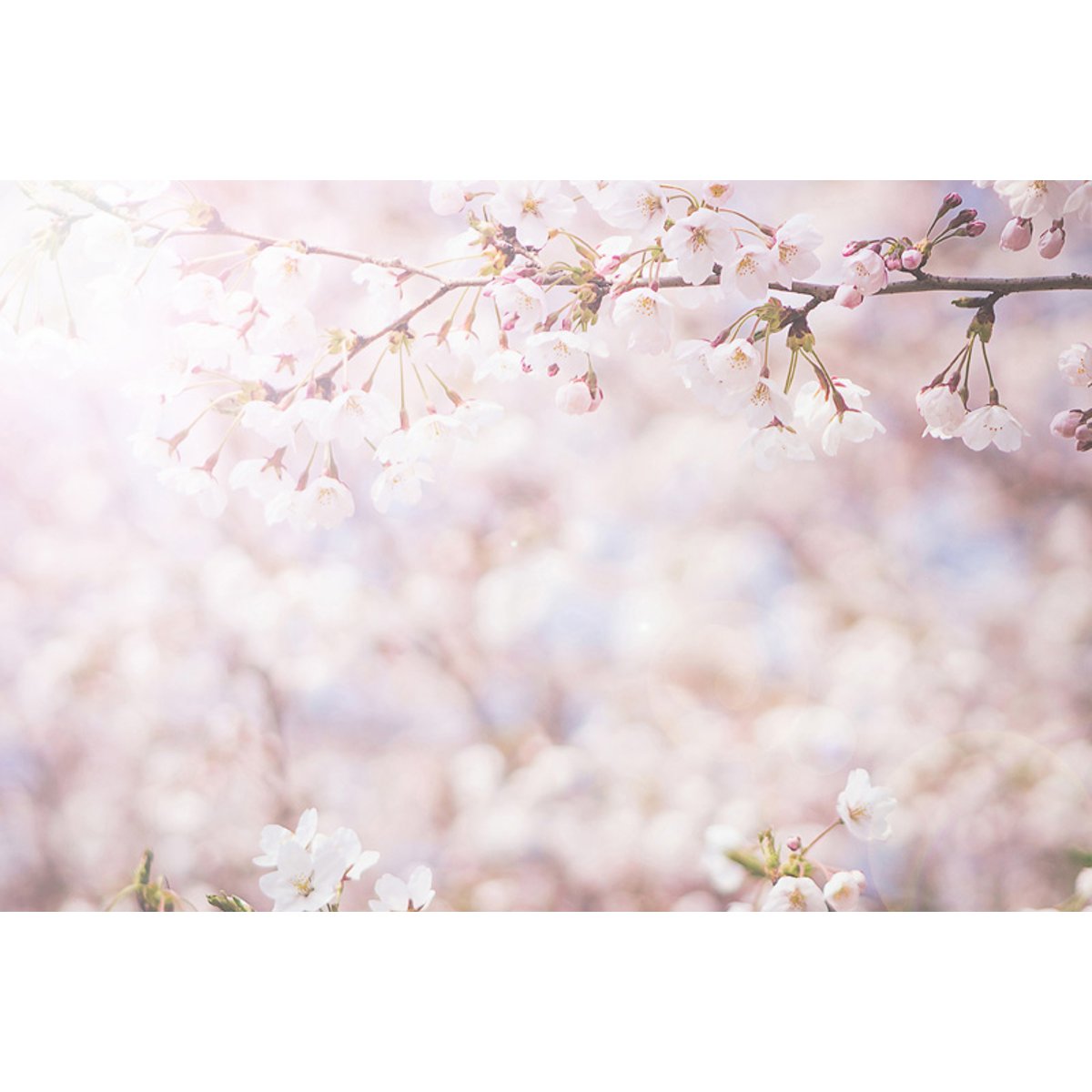 Honpo YL | Hanami Honpo YL | Hanami