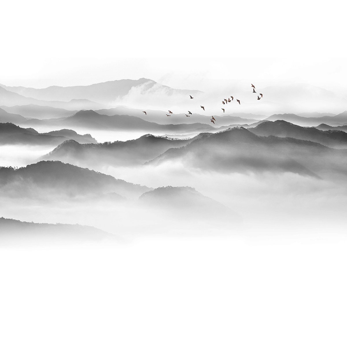 Honpo YL | Inkwash Mountain Honpo YL | Inkwash Mountain