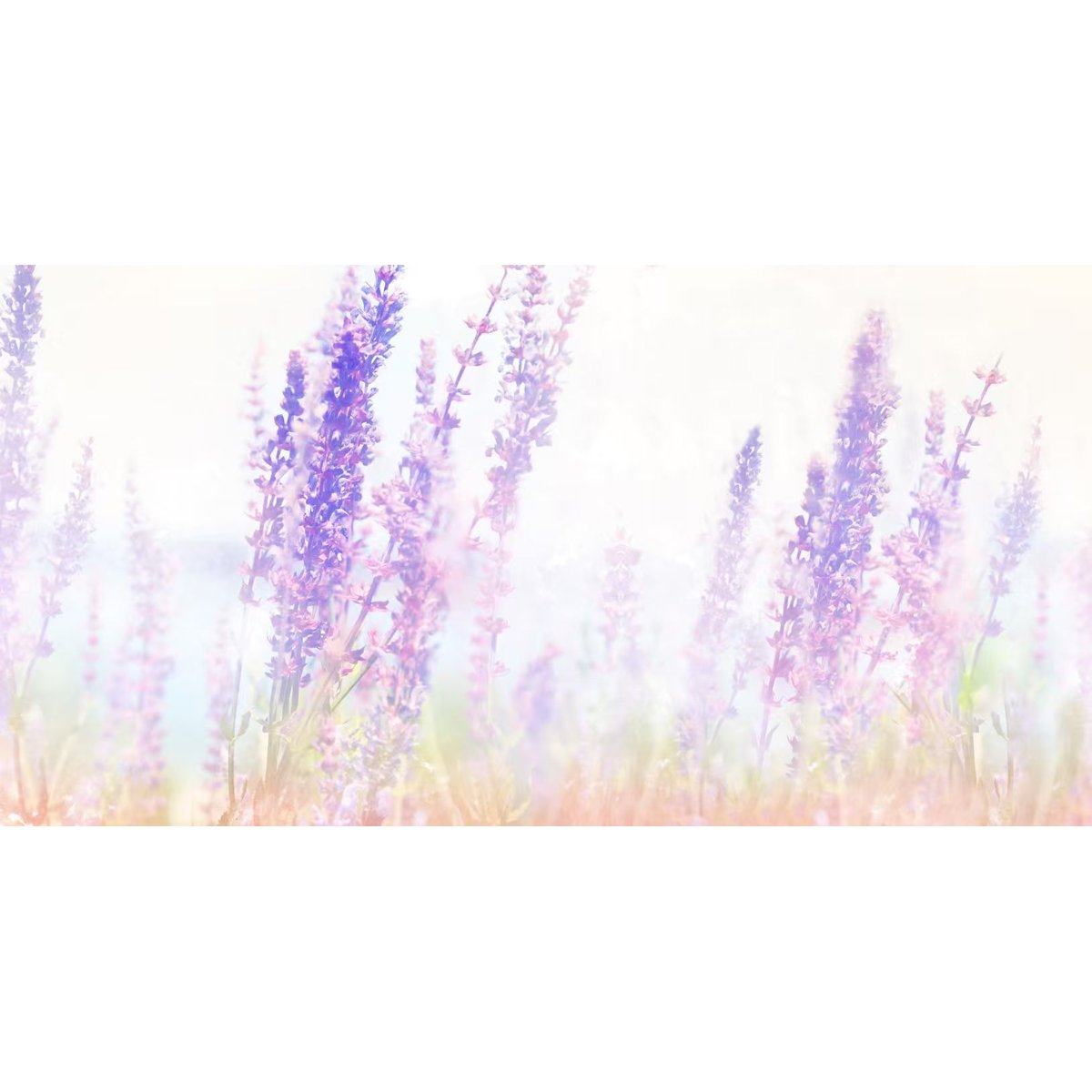 Honpo YL | Lavender Solace Honpo YL | Lavender Solace