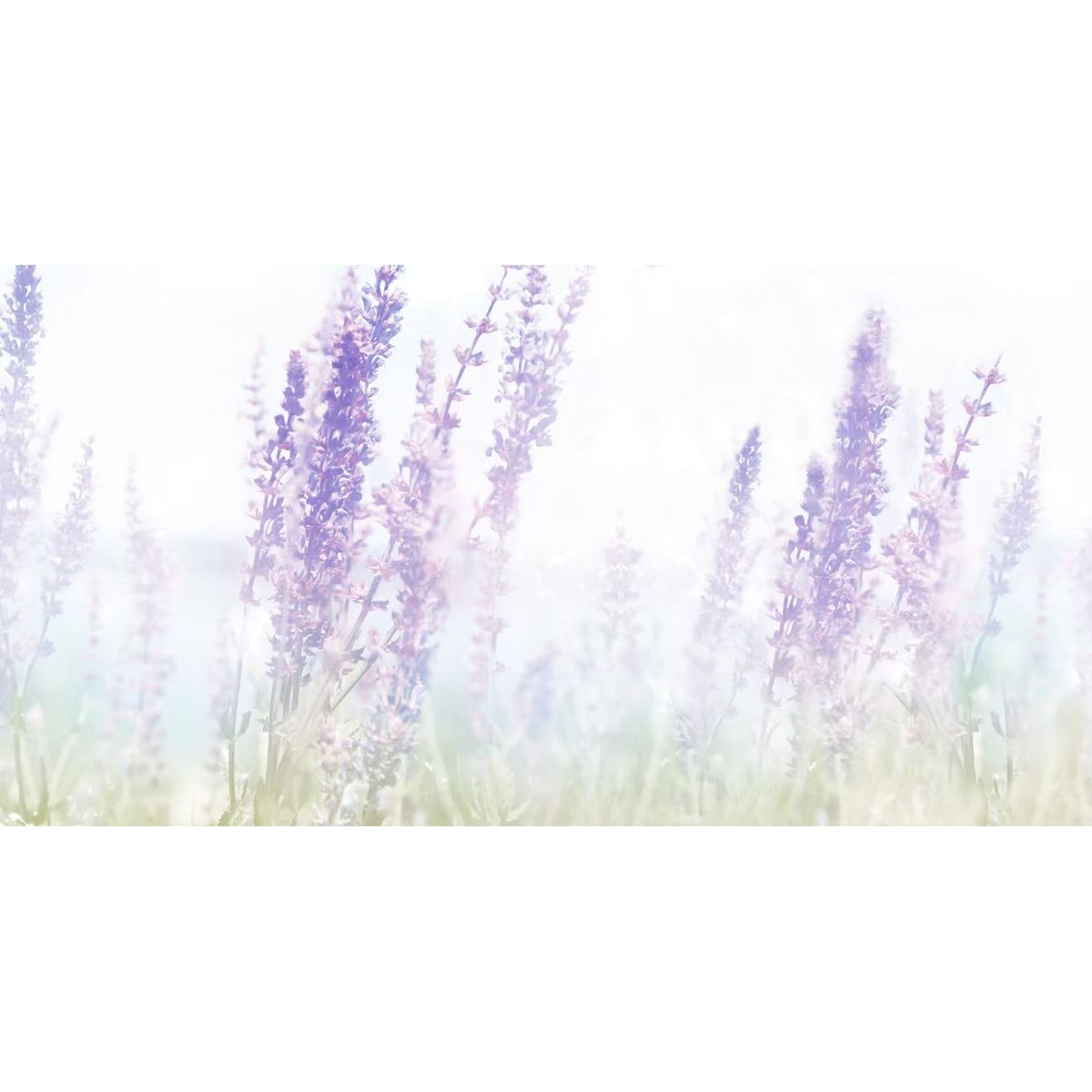 Honpo YL | Lavender Solace Honpo YL | Lavender Solace