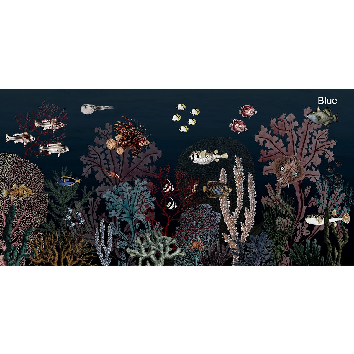 Kikki Belle | Roaring Reef Kikki Belle | Roaring Reef