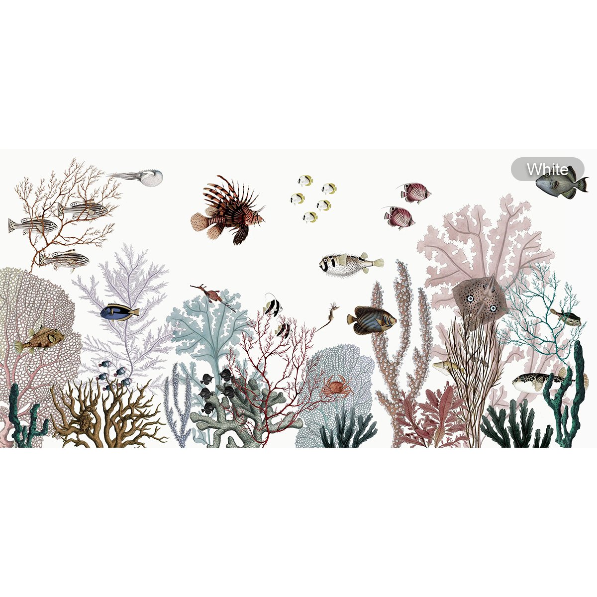 Kikki Belle | Roaring Reef Kikki Belle | Roaring Reef