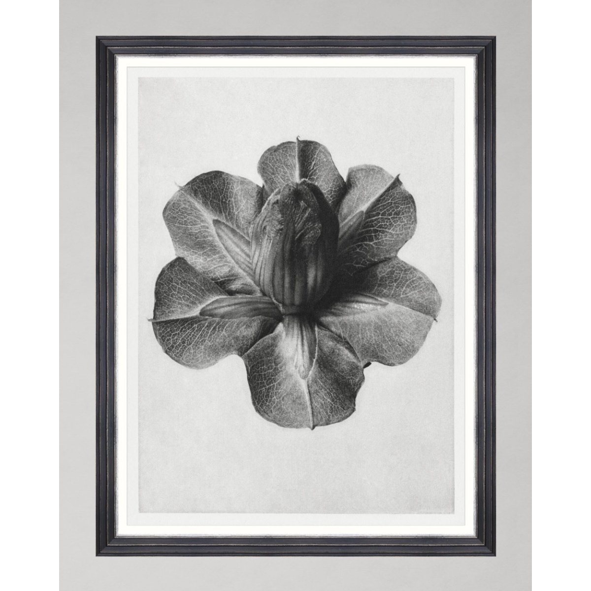 MINDTHEGAP | WOODSTOCK '69 | Framed Art | Cup and Saucer Vine by Karl Blossfeldt MINDTHEGAP | WOODSTOCK '69 | Framed Art | Cup and Saucer Vine by Karl Blossfeldt