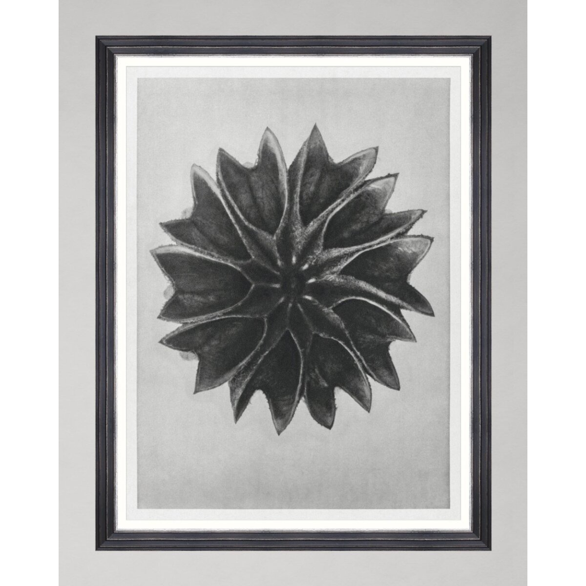 MINDTHEGAP | WOODSTOCK '69 | Framed Art | Lime Mallow by Karl Blossfeldt MINDTHEGAP | WOODSTOCK '69 | Framed Art | Lime Mallow by Karl Blossfeldt