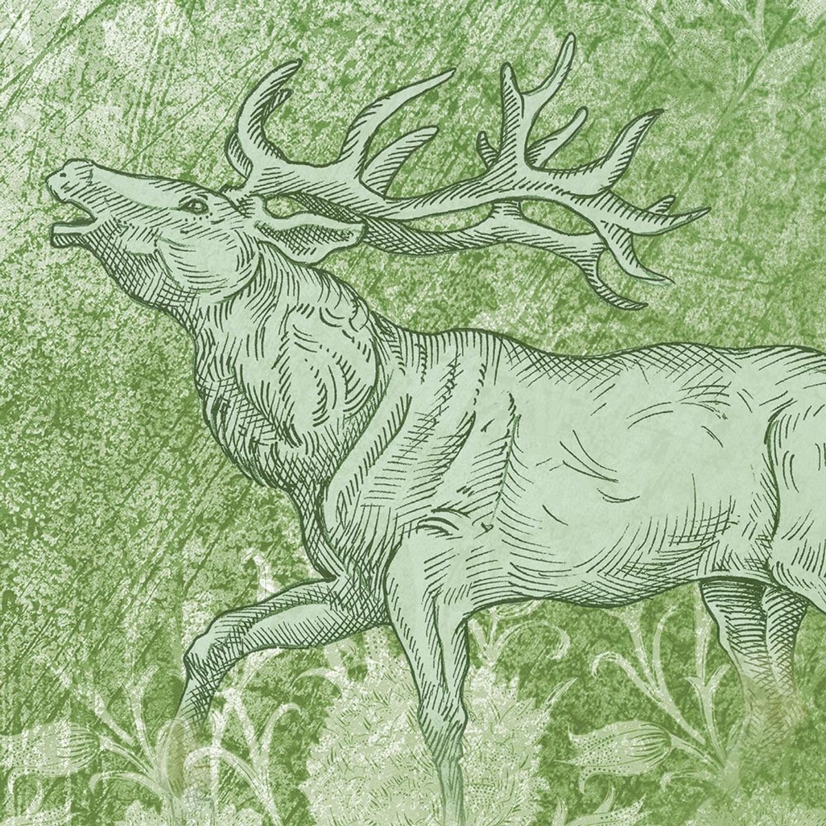 Rimura | Foresta Rimura | Foresta