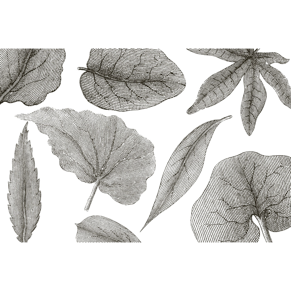 Rimura | Giant Leaves Rimura | Giant Leaves