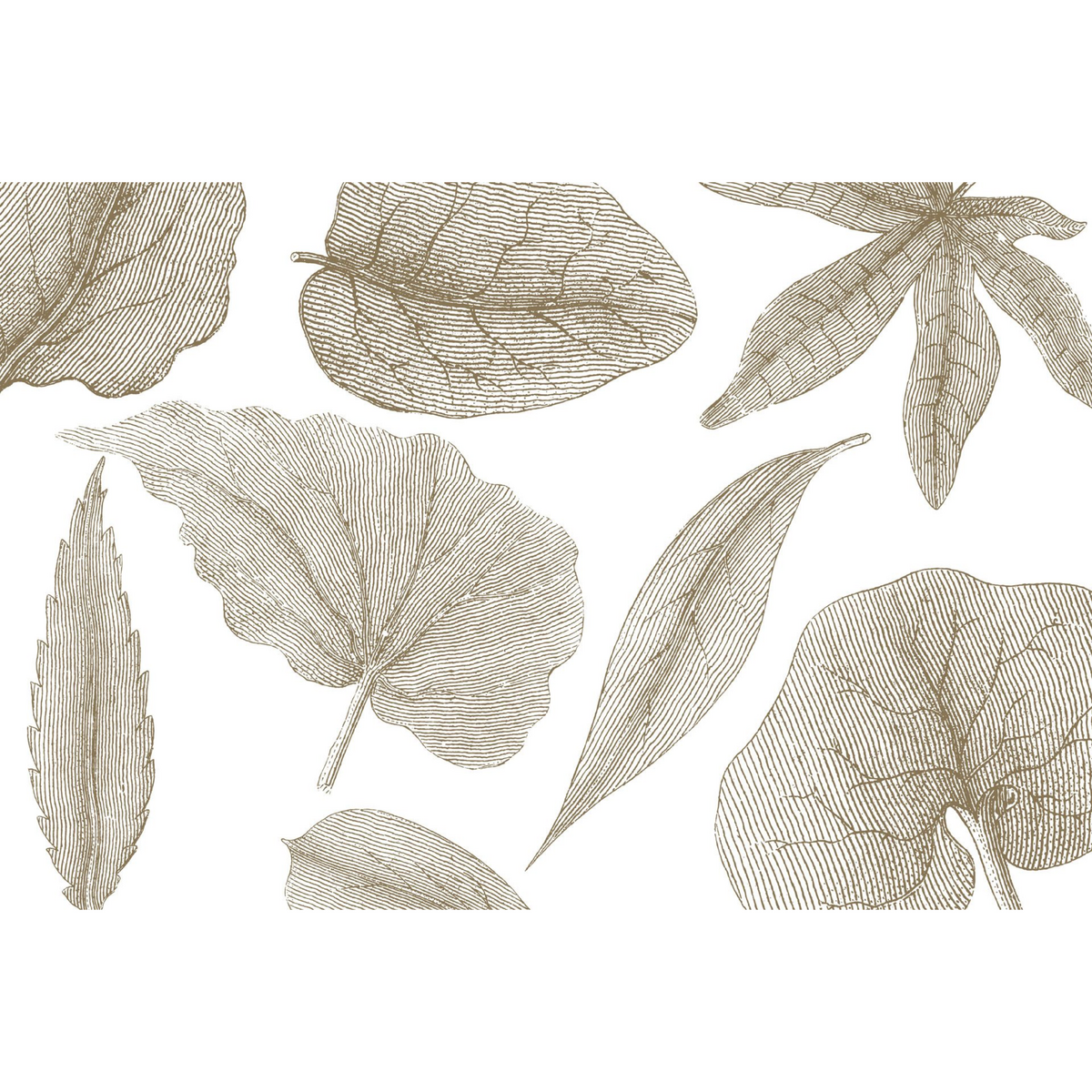 Rimura | Giant Leaves Rimura | Giant Leaves