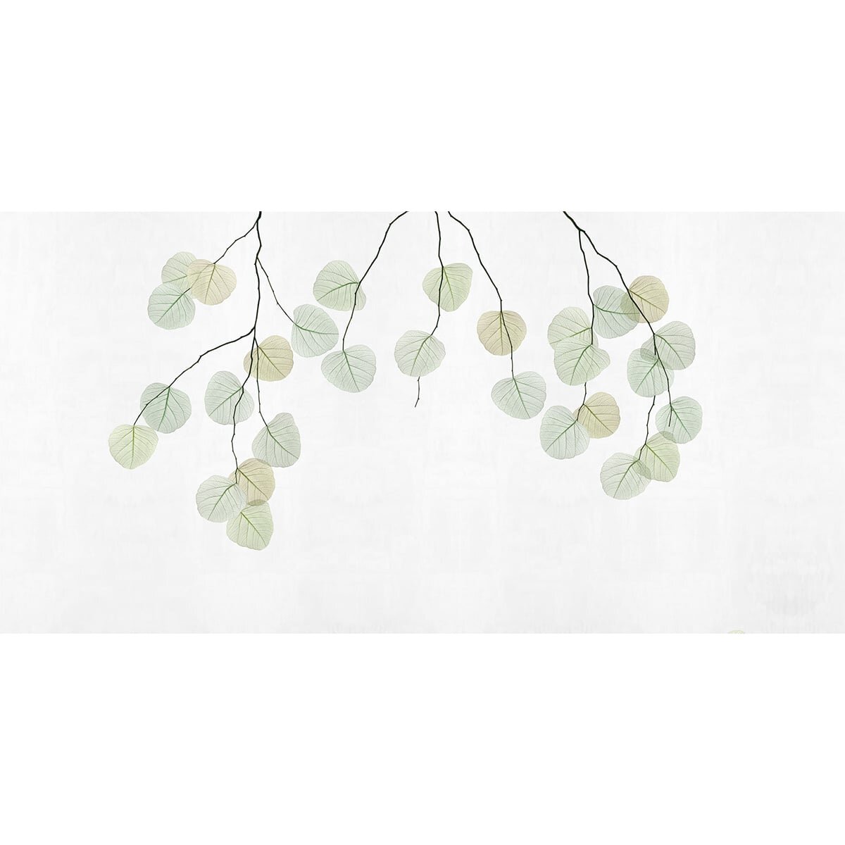 Rimura | Skeleton Leaf Rimura | Skeleton Leaf