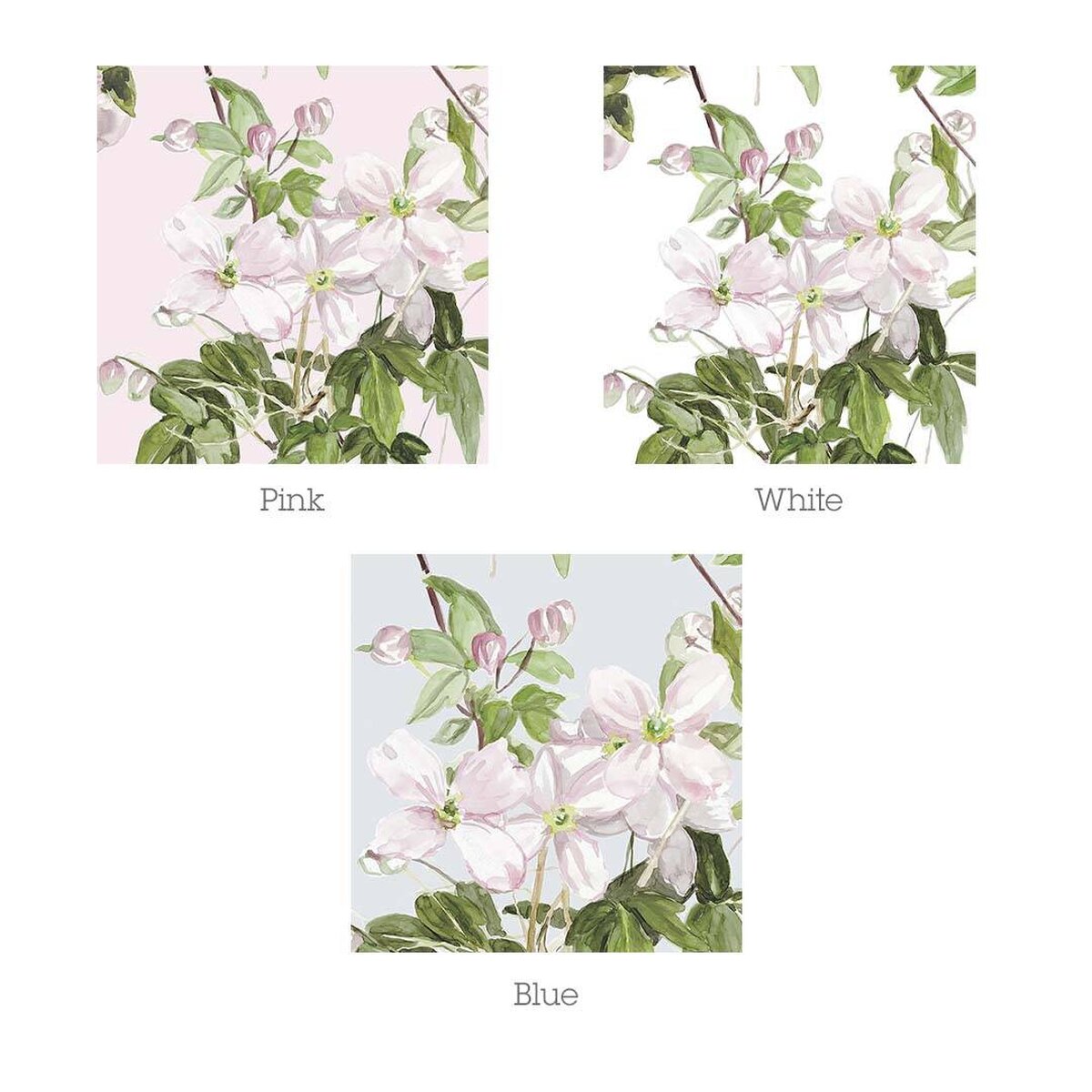 Classic Clematis Blue | Sian Zeng Classic Clematis Blue | Sian Zeng