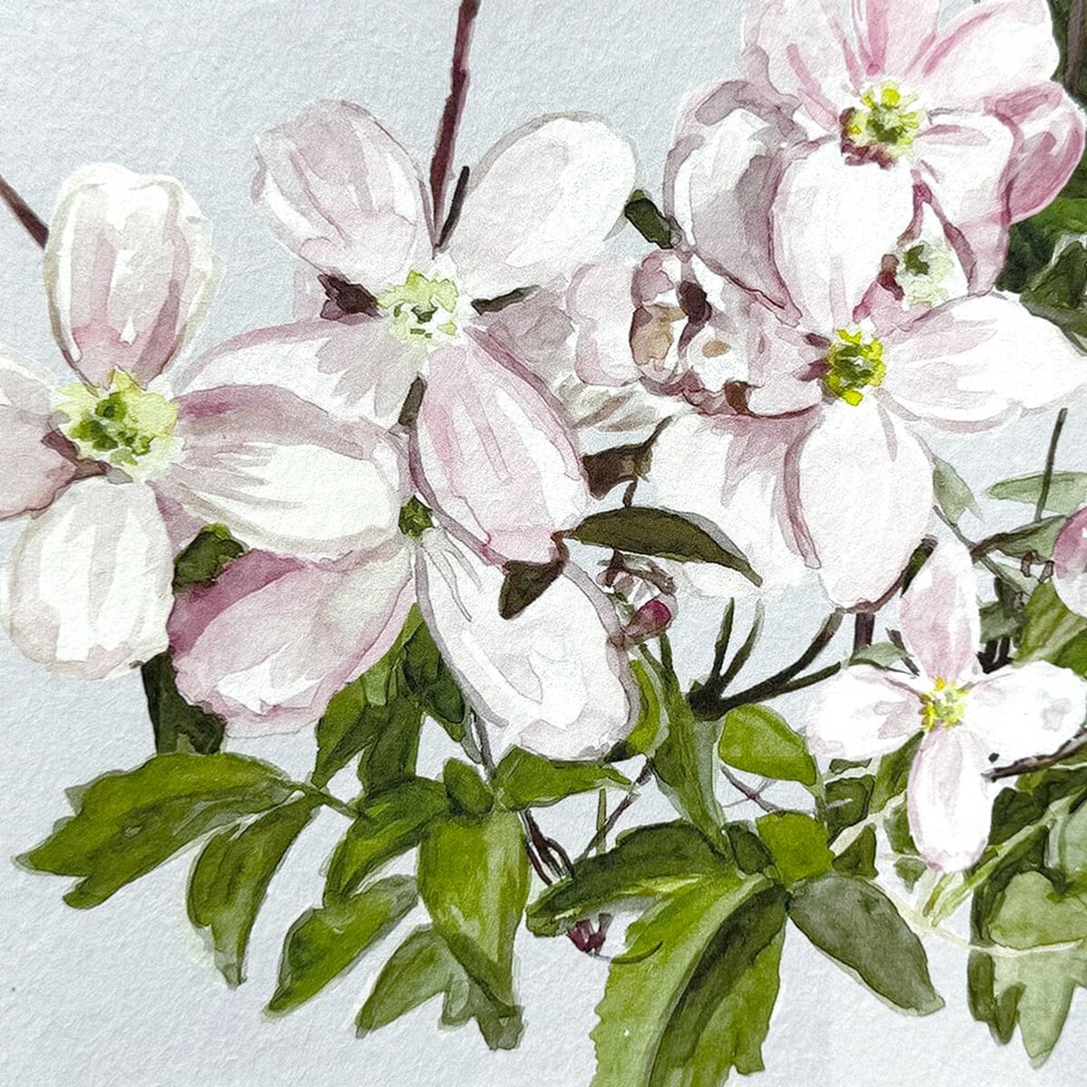 Classic Clematis Blue | Sian Zeng Classic Clematis Blue | Sian Zeng