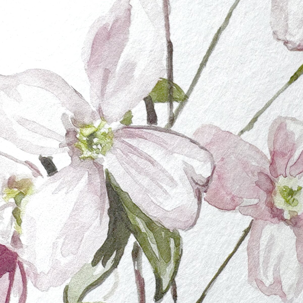Classic Clematis Blue | Sian Zeng Classic Clematis Blue | Sian Zeng