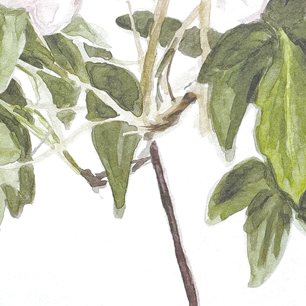 Classic Clematis Blue | Sian Zeng Classic Clematis Blue | Sian Zeng