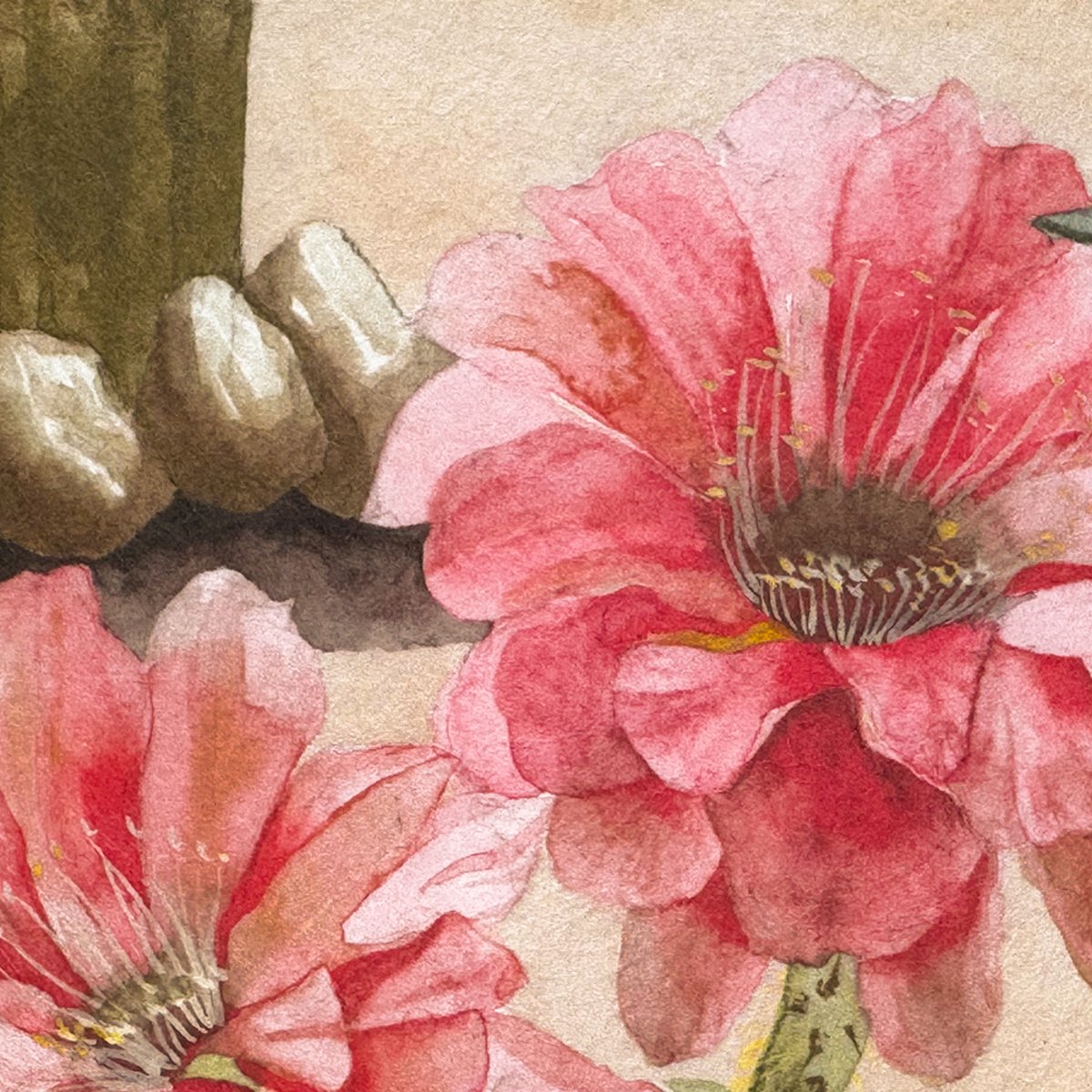 Classic Desert | Sian Zeng Classic Desert | Sian Zeng