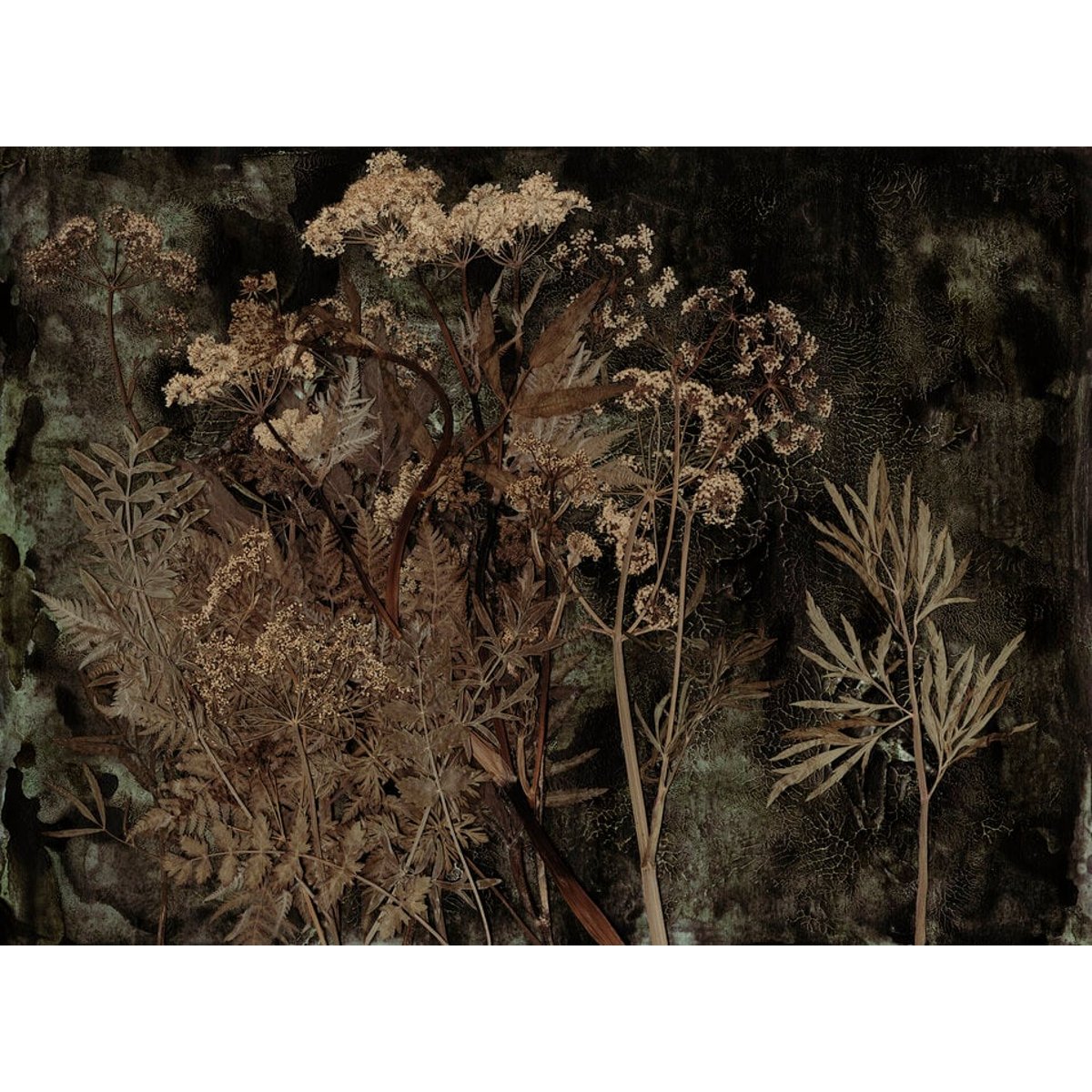 Oliver Robins | Cicuta Oliver Robins | Cicuta