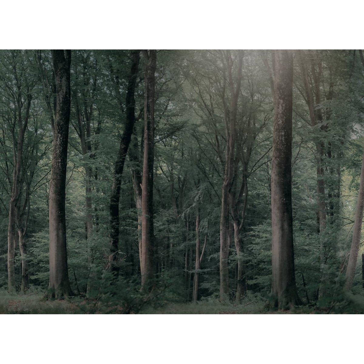 Whispering Woods Whispering Woods