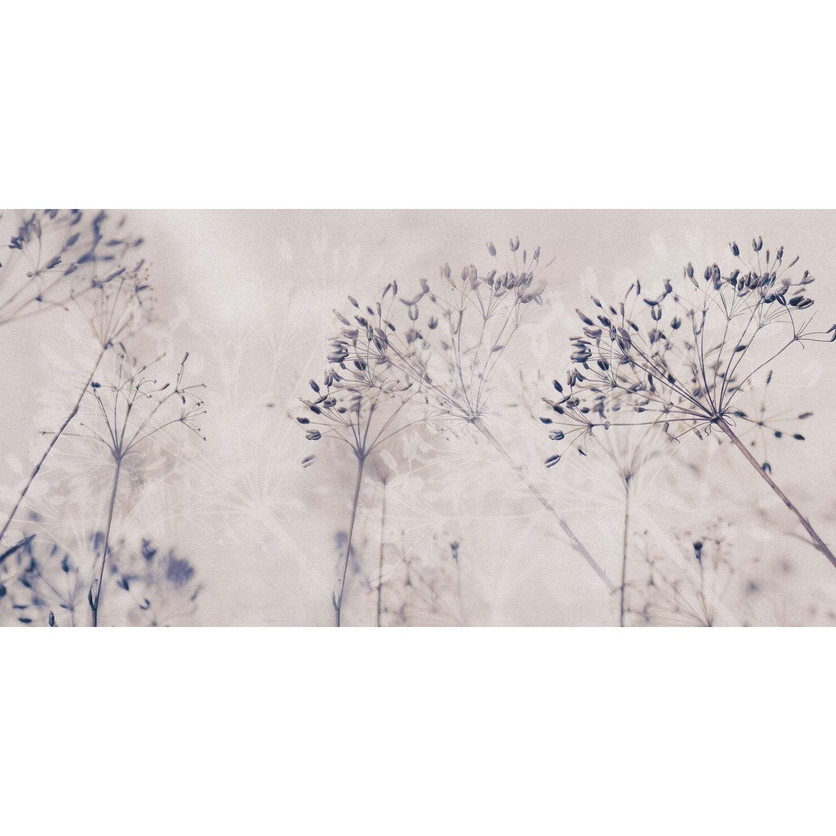 Rimura | Alma Rimura | Alma