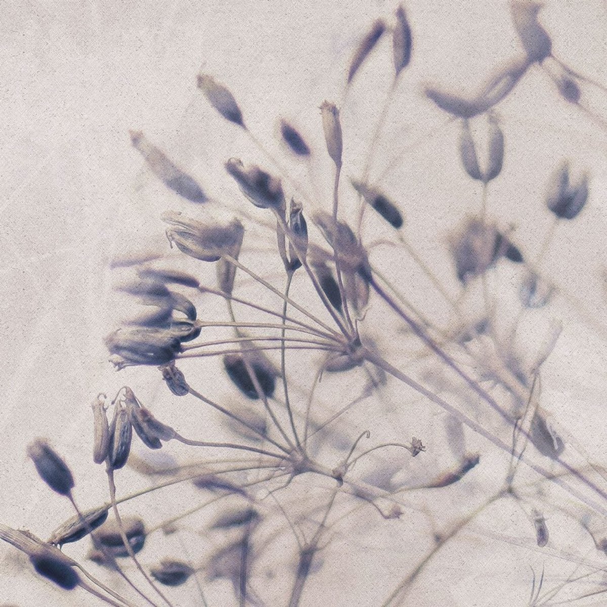 Rimura | Alma Rimura | Alma