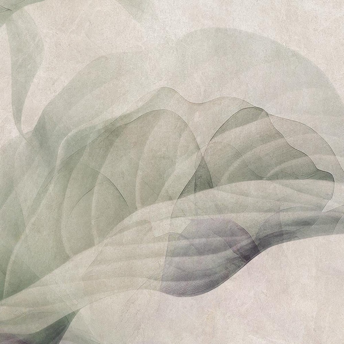 Rimura | Arum Lily Rimura | Arum Lily