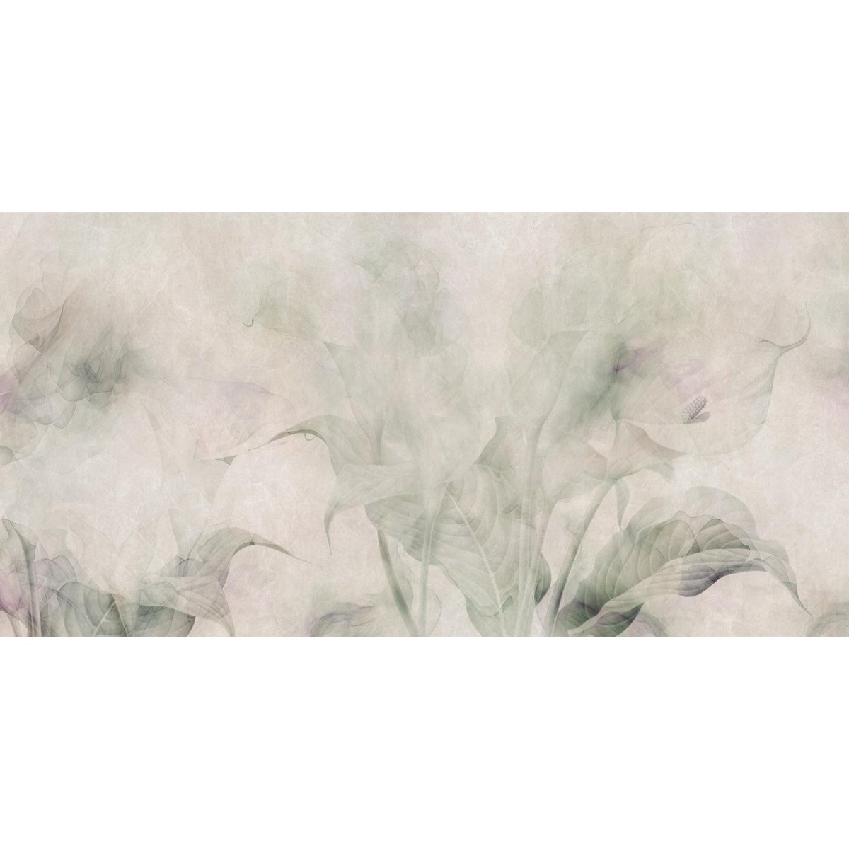 Rimura | Arum Lily Rimura | Arum Lily